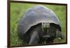 Ecuador, Galapagos, Santa Cruz Island. Galapagos Giant Tortoise-Kevin Oke-Framed Photographic Print