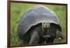 Ecuador, Galapagos, Santa Cruz Island. Galapagos Giant Tortoise-Kevin Oke-Framed Photographic Print