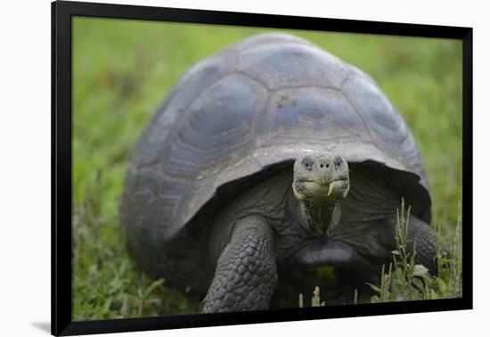 Ecuador, Galapagos, Santa Cruz Island. Galapagos Giant Tortoise-Kevin Oke-Framed Photographic Print