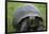 Ecuador, Galapagos, Santa Cruz Island. Galapagos Giant Tortoise-Kevin Oke-Framed Photographic Print