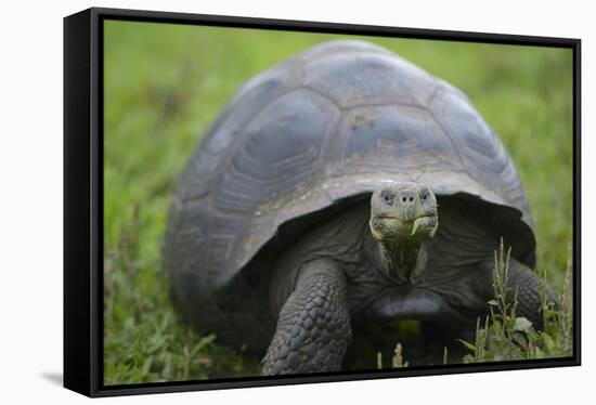 Ecuador, Galapagos, Santa Cruz Island. Galapagos Giant Tortoise-Kevin Oke-Framed Stretched Canvas