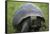 Ecuador, Galapagos, Santa Cruz Island. Galapagos Giant Tortoise-Kevin Oke-Framed Stretched Canvas