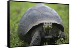 Ecuador, Galapagos, Santa Cruz Island. Galapagos Giant Tortoise-Kevin Oke-Framed Stretched Canvas