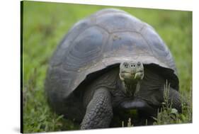 Ecuador, Galapagos, Santa Cruz Island. Galapagos Giant Tortoise-Kevin Oke-Stretched Canvas