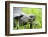 Ecuador, Galapagos, Santa Cruz Island. Galapagos Giant Tortoise-Kevin Oke-Framed Photographic Print