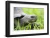 Ecuador, Galapagos, Santa Cruz Island. Galapagos Giant Tortoise-Kevin Oke-Framed Photographic Print