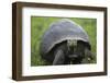 Ecuador, Galapagos, Santa Cruz Island. Galapagos Giant Tortoise-Kevin Oke-Framed Photographic Print