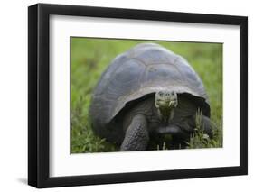 Ecuador, Galapagos, Santa Cruz Island. Galapagos Giant Tortoise-Kevin Oke-Framed Photographic Print