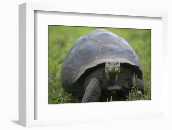 Ecuador, Galapagos, Santa Cruz Island. Galapagos Giant Tortoise-Kevin Oke-Framed Photographic Print