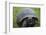 Ecuador, Galapagos, Santa Cruz Island. Galapagos Giant Tortoise-Kevin Oke-Framed Photographic Print