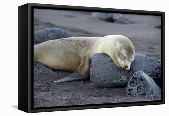 Ecuador, Galapagos, Santiago Island. Galapagos Sea Lion Sleeping-Kevin Oke-Framed Stretched Canvas