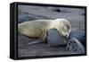 Ecuador, Galapagos, Santiago Island. Galapagos Sea Lion Sleeping-Kevin Oke-Framed Stretched Canvas