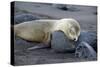 Ecuador, Galapagos, Santiago Island. Galapagos Sea Lion Sleeping-Kevin Oke-Stretched Canvas