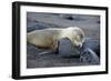 Ecuador, Galapagos, Santiago Island. Galapagos Sea Lion Sleeping-Kevin Oke-Framed Photographic Print