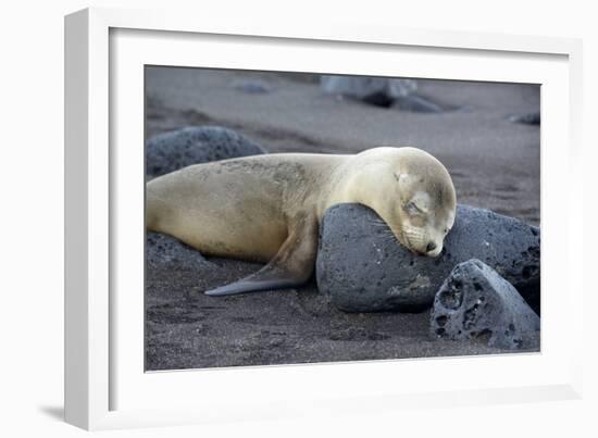 Ecuador, Galapagos, Santiago Island. Galapagos Sea Lion Sleeping-Kevin Oke-Framed Photographic Print