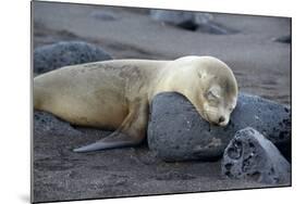 Ecuador, Galapagos, Santiago Island. Galapagos Sea Lion Sleeping-Kevin Oke-Mounted Photographic Print