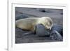 Ecuador, Galapagos, Santiago Island. Galapagos Sea Lion Sleeping-Kevin Oke-Framed Photographic Print