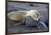 Ecuador, Galapagos, Santiago Island. Galapagos Sea Lion Sleeping-Kevin Oke-Framed Photographic Print