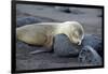 Ecuador, Galapagos, Santiago Island. Galapagos Sea Lion Sleeping-Kevin Oke-Framed Photographic Print