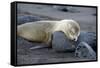 Ecuador, Galapagos, Santiago Island. Galapagos Sea Lion Sleeping-Kevin Oke-Framed Stretched Canvas