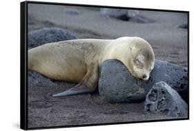 Ecuador, Galapagos, Santiago Island. Galapagos Sea Lion Sleeping-Kevin Oke-Framed Stretched Canvas