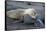 Ecuador, Galapagos, Santiago Island. Galapagos Sea Lion Sleeping-Kevin Oke-Framed Stretched Canvas