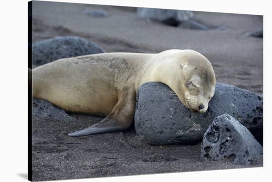 Ecuador, Galapagos, Santiago Island. Galapagos Sea Lion Sleeping-Kevin Oke-Stretched Canvas