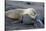 Ecuador, Galapagos, Santiago Island. Galapagos Sea Lion Sleeping-Kevin Oke-Stretched Canvas