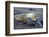 Ecuador, Galapagos, Santiago Island. Galapagos Sea Lion Sleeping-Kevin Oke-Framed Photographic Print