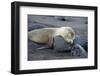 Ecuador, Galapagos, Santiago Island. Galapagos Sea Lion Sleeping-Kevin Oke-Framed Photographic Print