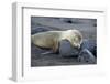 Ecuador, Galapagos, Santiago Island. Galapagos Sea Lion Sleeping-Kevin Oke-Framed Photographic Print