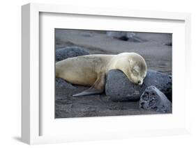 Ecuador, Galapagos, Santiago Island. Galapagos Sea Lion Sleeping-Kevin Oke-Framed Photographic Print