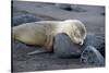 Ecuador, Galapagos, Santiago Island. Galapagos Sea Lion Sleeping-Kevin Oke-Stretched Canvas