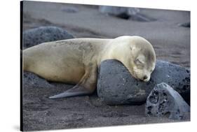 Ecuador, Galapagos, Santiago Island. Galapagos Sea Lion Sleeping-Kevin Oke-Stretched Canvas