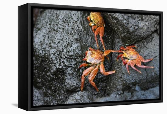 Ecuador, Galapagos, Santiago Island. Sally Lightfoot Crabs on Lava-Kevin Oke-Framed Stretched Canvas