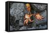 Ecuador, Galapagos, Santiago Island. Sally Lightfoot Crabs on Lava-Kevin Oke-Framed Stretched Canvas