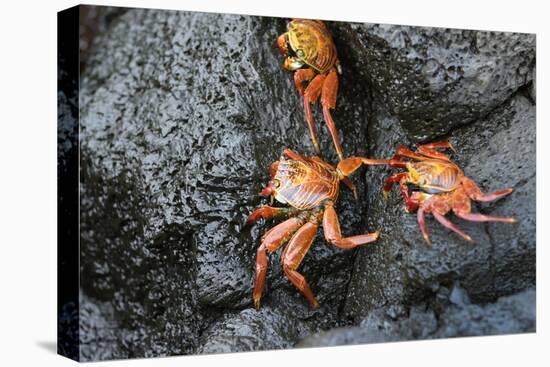 Ecuador, Galapagos, Santiago Island. Sally Lightfoot Crabs on Lava-Kevin Oke-Stretched Canvas