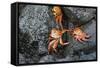 Ecuador, Galapagos, Santiago Island. Sally Lightfoot Crabs on Lava-Kevin Oke-Framed Stretched Canvas