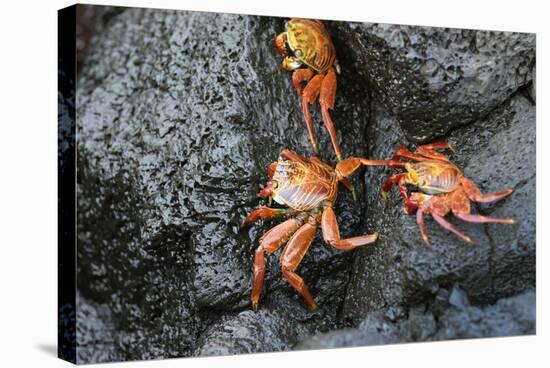 Ecuador, Galapagos, Santiago Island. Sally Lightfoot Crabs on Lava-Kevin Oke-Stretched Canvas