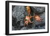 Ecuador, Galapagos, Santiago Island. Sally Lightfoot Crabs on Lava-Kevin Oke-Framed Photographic Print