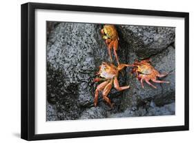 Ecuador, Galapagos, Santiago Island. Sally Lightfoot Crabs on Lava-Kevin Oke-Framed Photographic Print