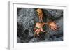 Ecuador, Galapagos, Santiago Island. Sally Lightfoot Crabs on Lava-Kevin Oke-Framed Photographic Print