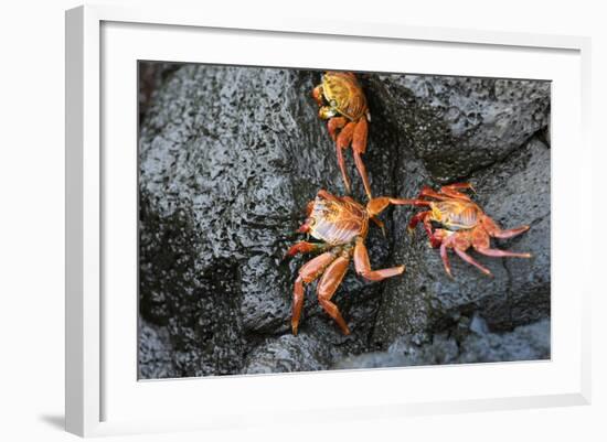 Ecuador, Galapagos, Santiago Island. Sally Lightfoot Crabs on Lava-Kevin Oke-Framed Photographic Print