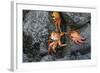 Ecuador, Galapagos, Santiago Island. Sally Lightfoot Crabs on Lava-Kevin Oke-Framed Photographic Print