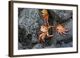 Ecuador, Galapagos, Santiago Island. Sally Lightfoot Crabs on Lava-Kevin Oke-Framed Photographic Print
