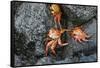 Ecuador, Galapagos, Santiago Island. Sally Lightfoot Crabs on Lava-Kevin Oke-Framed Stretched Canvas