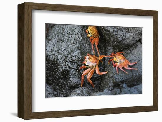 Ecuador, Galapagos, Santiago Island. Sally Lightfoot Crabs on Lava-Kevin Oke-Framed Photographic Print