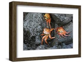 Ecuador, Galapagos, Santiago Island. Sally Lightfoot Crabs on Lava-Kevin Oke-Framed Photographic Print