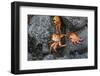 Ecuador, Galapagos, Santiago Island. Sally Lightfoot Crabs on Lava-Kevin Oke-Framed Photographic Print