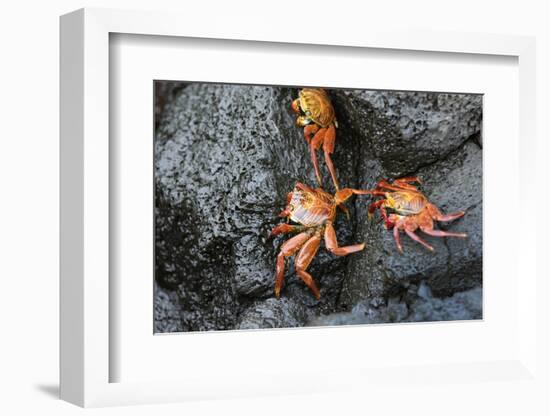 Ecuador, Galapagos, Santiago Island. Sally Lightfoot Crabs on Lava-Kevin Oke-Framed Photographic Print